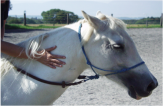 Les objectifs de la thérapie avec le cheval sont définis avec le bénéficiaire.