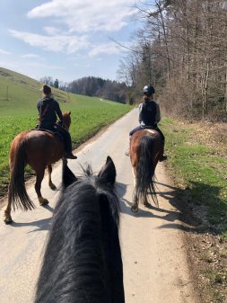 Chevaux en balade